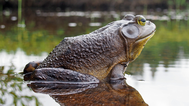 Illustration for article titled 4 Big Frogs You Can Store A Few Hot Wheels In